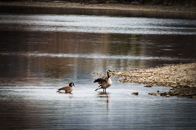 Birds on a lake