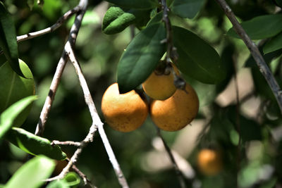 Close-up of fruit growing on tree