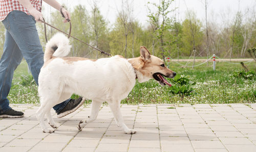 Summer leisure time, pet care and training. happy man playing and training with mixed breed 