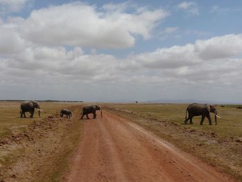 Horses grazing on landscape against sky
