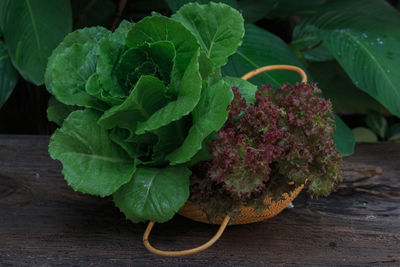 Close-up of fresh green plant