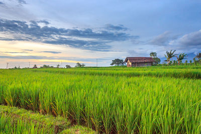 Beautiful scenery of beautiful green rice fields in the village of bengkulu, indonesia