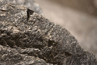 Close-up of lizard on rock