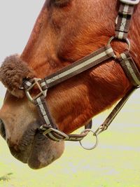Close-up of horse