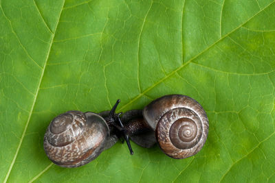 Close-up of snail on leaves