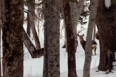 View of trees in forest during winter