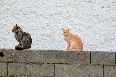 Cat sitting on wall