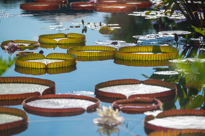 Lilly pads floasting in summer sun