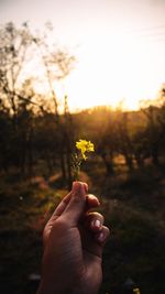 Midsection of person holding flowering plant on field against sky during sunset