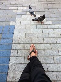 Low section of woman crossed legs and pigeon birds on footpath 