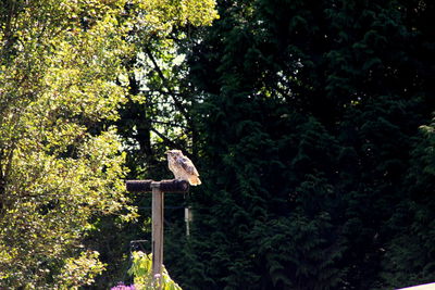 Low angle view of bird perching on tree in forest