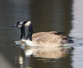 Side view of canada geese swimming in lake