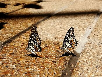 Close-up of butterfly on leaf