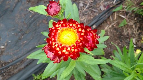 High angle view of red flower on field