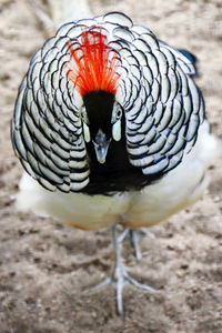 Close-up of bird