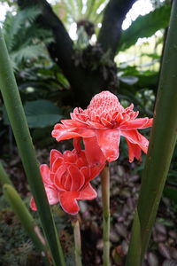 Close-up of red rose flower
