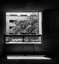 Tree against building seen through window