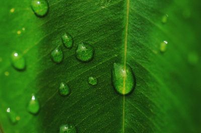 Full frame shot of water drops on leaf