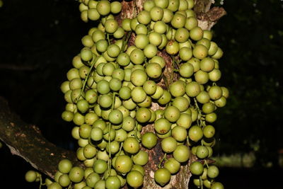 Close-up of grapes