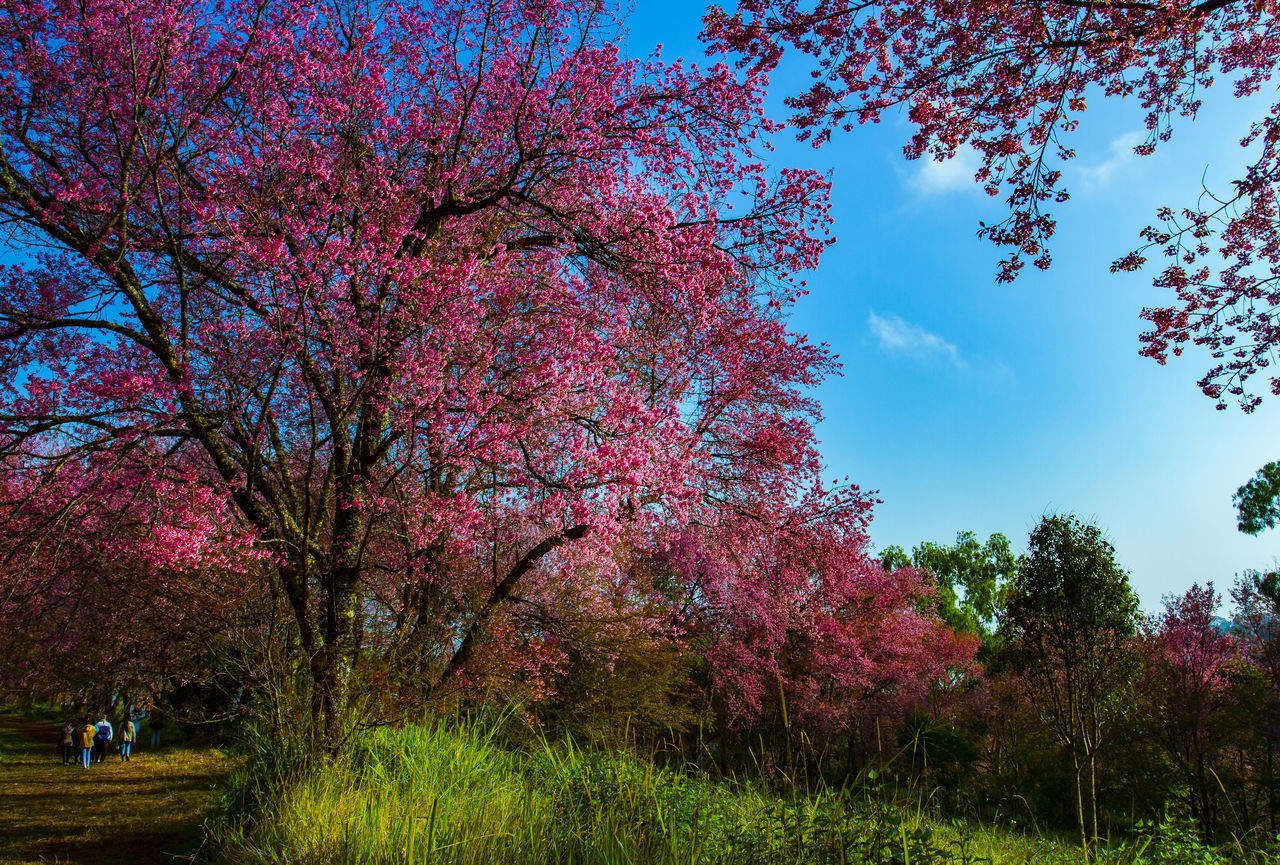 LOW ANGLE VIEW OF PINK FLOWER TREE IN PARK