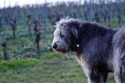 Close-up of dog on field