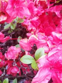 Close-up of pink flowers blooming outdoors