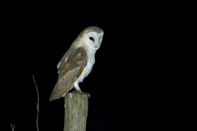 Close-up of owl perching on wooden post over black background