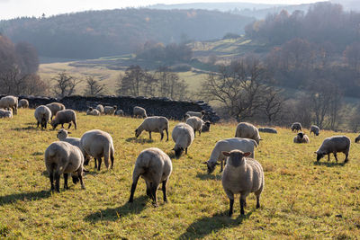 Flock of sheep in a field