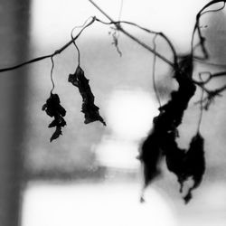 Close-up of horse against sky