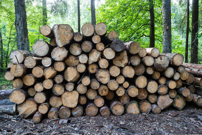 Stack of logs in forest