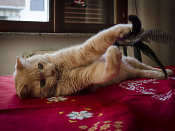 Close-up of cat relaxing at home