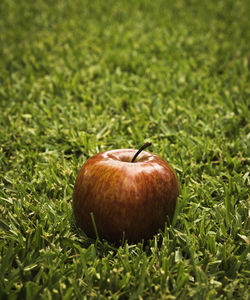 Close-up of apple on field