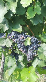 High angle view of grapes growing in vineyard