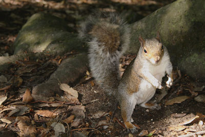 High angle view of squirrel on field