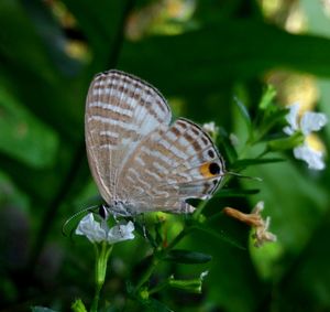 Close-up of butterfly perching on plant