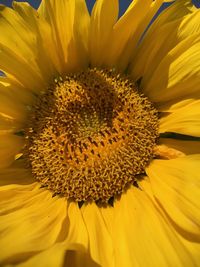 Close-up of sunflower