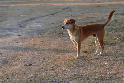 Side view of dog standing on field