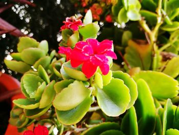 Close-up of pink flowers