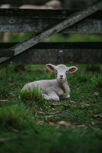 Portrait of sheep on field