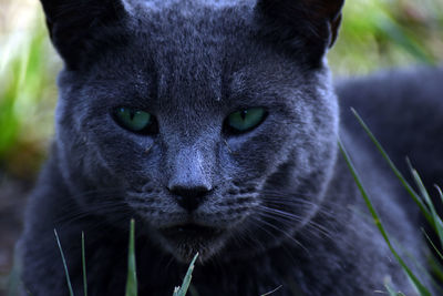 Close-up portrait of a cat