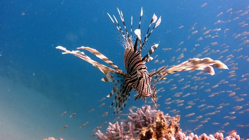 Close-up of lion fish swimming in sea