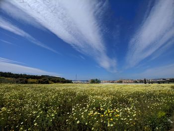 Scenic view of agricultural field against blue sky