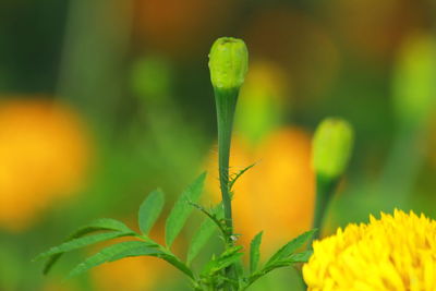 Close-up of yellow flowering plant