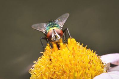 Close-up of butterfly pollinating on yellow flower