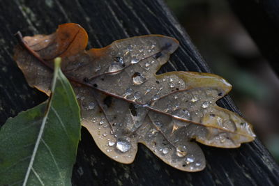 Close-up of wet maple leaves during autumn