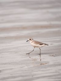 Side view of bird on beach