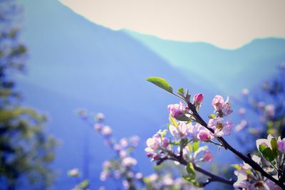 Close-up of pink cherry blossoms in spring