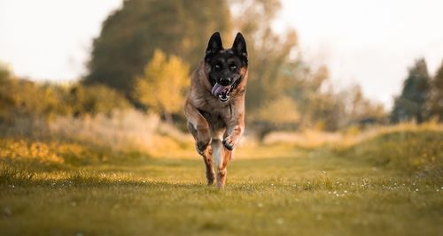 Dog running on field sunset