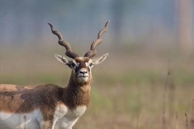 Portrait of deer