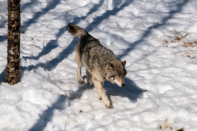 Wolf on snow covered field